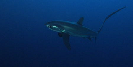 Thresher Shark at Small Brother. Taken with Canon G9 and ... by James Dawson 